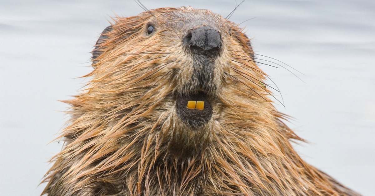 Beaver - Builds fixes while you sleep